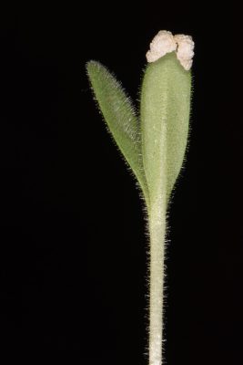 אלקנה מזרחית Alkanna orientalis (L.) Boiss.
