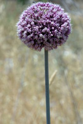 שום גבוה Allium ampeloprasum L.