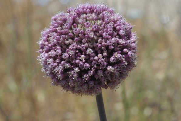 שום גבוה Allium ampeloprasum L.