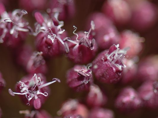 שום גבוה Allium ampeloprasum L.