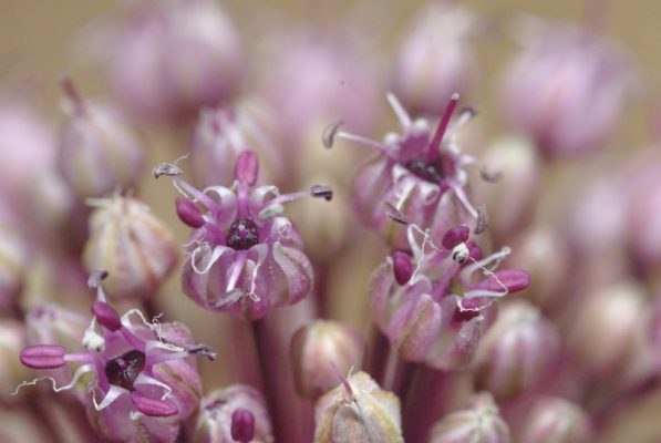 שום גבוה Allium ampeloprasum L.