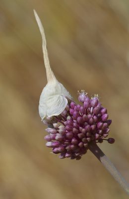 שום גבוה Allium ampeloprasum L.