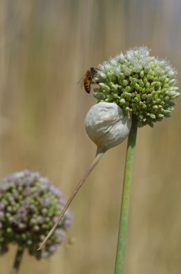 שום גבוה Allium ampeloprasum L.