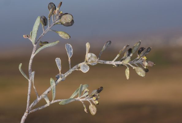 אליסון זעיר Alyssum linifolium Steph. ex Willd.