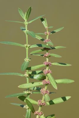 אמניה מצרית Ammannia baccifera L.