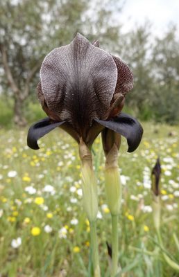 אירוס שחרחר Iris nigricans Dinsm.