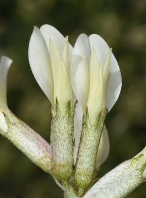 קדד חרמוני Astragalus angustifolius Lam.