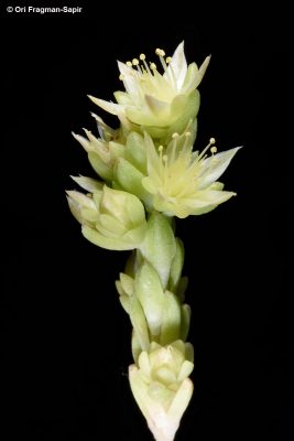 צורית יוונית Sedum laconicum Boiss. & Heldr.