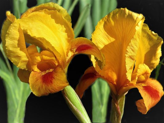 אירוס הארגמן Iris atropurpurea Dinsm.