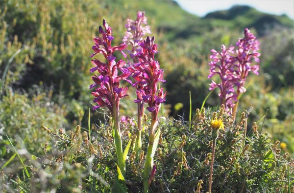 Anacamptis papilionacea (L.) R.M.Bateman, Pridgeon & M.W.Chase