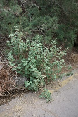 אבוטילון לביד Abutilon pannosum (Forst.f.) Schltdl.