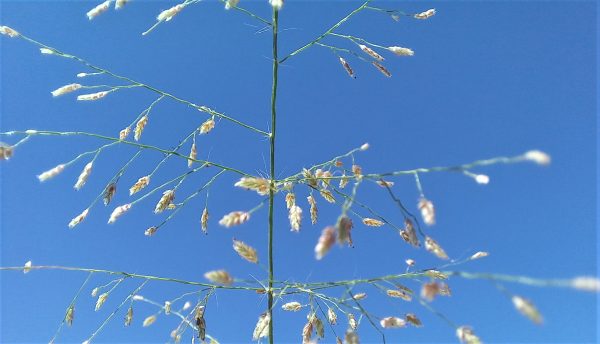 בן-חילף שעיר Eragrostis pilosa (L.) P.Beauv.