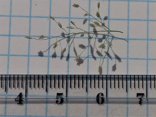 בן-חילף שעיר Eragrostis pilosa (L.) P.Beauv.