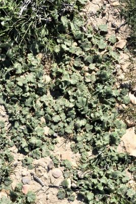 נורית דמשקאית Ranunculus damascenus Boiss. & Gaill.