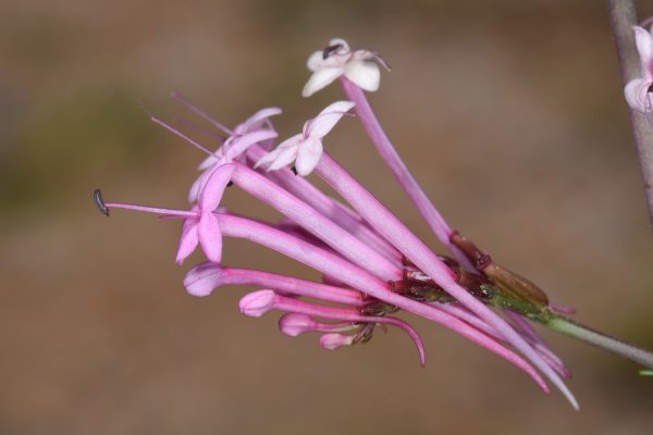 חד-אבקן ארוך-פרחים Centranthus longiflorus Steven