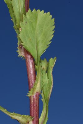 חרצית משוננת Coleostephus myconis (L.) Rchb. f.
