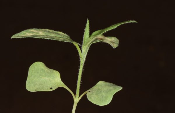 חבלבל מגובב Convolvulus auricomus (A.Rich.) Bhandari