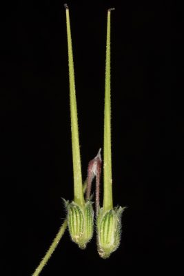 מקור-חסידה מצרי Erodium neuradifolium Delile