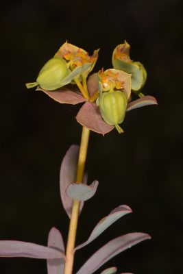 חלבלוב מול-הלבנון Euphorbia antilibanotica Mouterde