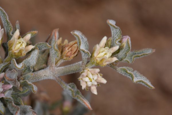 לשנן בובה Glossonema boveanum (Decne.) Decne.