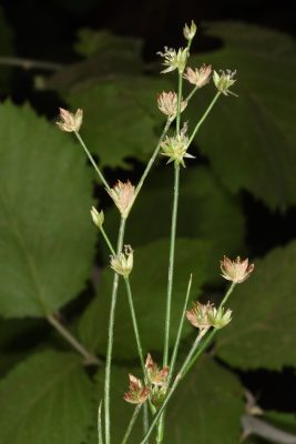 סמר הפרקים Juncus articulatus L.