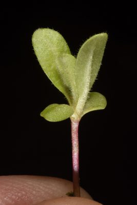 דוגון ירושלמי Lachnophyllum noaeanum Boiss.