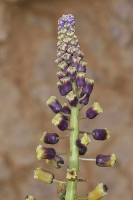 Leopoldia deserticola (Rech.f.) Feinbrun