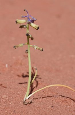 Leopoldia deserticola (Rech.f.) Feinbrun