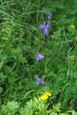 Moraea sisyrinchium (L.) Ker-Gawler