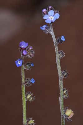 הילל קטן Microparacaryum intermedium (Fresen.) Hilger & Podlech