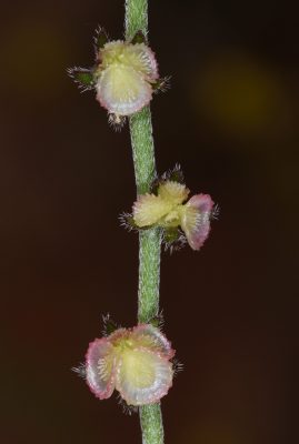 הילל קטן Microparacaryum intermedium (Fresen.) Hilger & Podlech