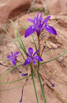 Moraea sisyrinchium (L.) Ker-Gawler