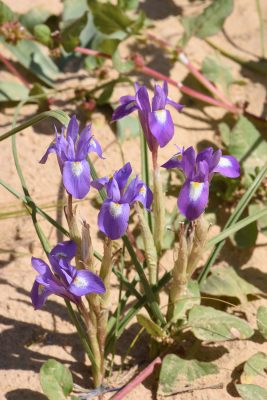 Moraea sisyrinchium (L.) Ker-Gawler
