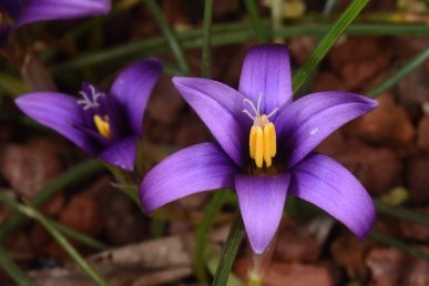 perianth plain purple, darker than in other local Romulea species