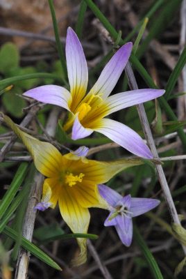 Romulea bulbocodium (L.) Sebastiani & Mauri