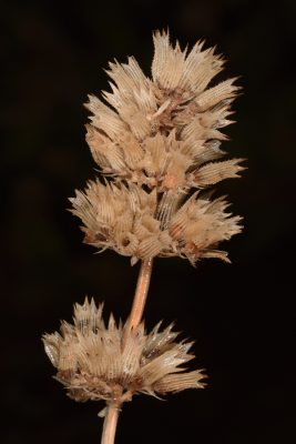נפית קיליקית Nepeta cilicia Boiss. ex Benth.