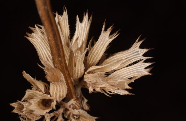 נפית קיליקית Nepeta cilicia Boiss. ex Benth.