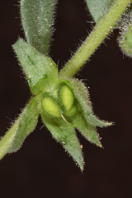 נוניאה כרסנית Nonea echioides (L.) Roem. & Schult.