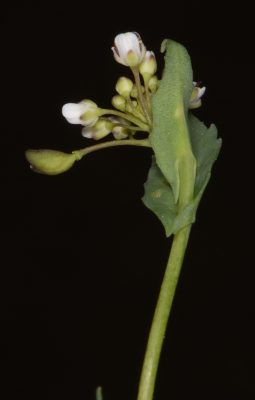 חופניים מצויים Thlaspi perfoliatum L.