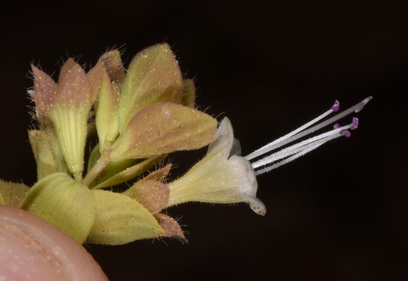 אזובית פטרה Origanum petraeum Danin