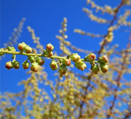 לענה חד-זרעית Artemisia monosperma Delile