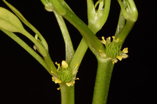 נורית חיקית Ranunculus lateriflorus DC.