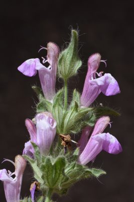 Salvia bracteata Banks & Sol.