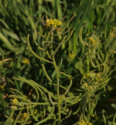 תודרנית קטנה Arabidopsis pumila (Stephan ex Willd.) Busch