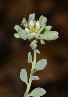 Telephium sphaerospermum Boiss.