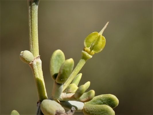 זוגן השיח Zygophyllum dumosum Boiss.