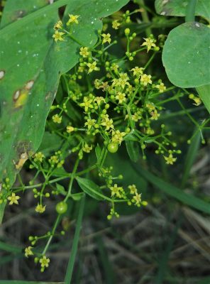פואת הצבעים Rubia tinctorum L.