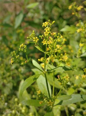פואת הצבעים Rubia tinctorum L.