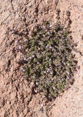 זוטת הסרבל Micromeria serbaliana Danin & Hedge
