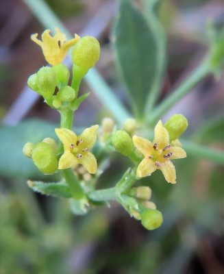 פואת הצבעים Rubia tinctorum L.